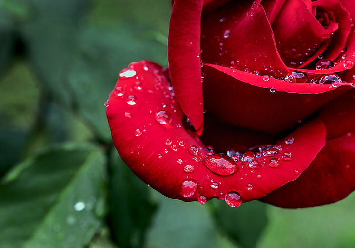 red rose photo, taste, flower, red rose, photo, leafy, lick, drops, HD wallpaper