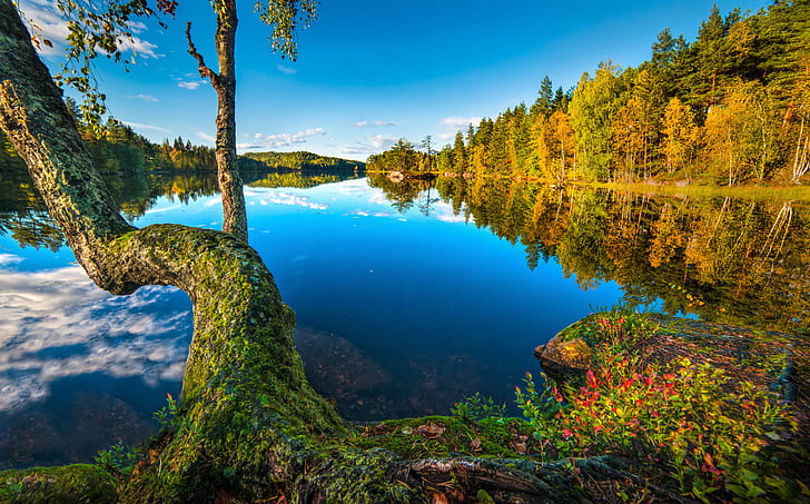 осень, лес, озеро, отражение, дерево, Норвегия, Бускеруд, Хурум, Сæтре, HD обои