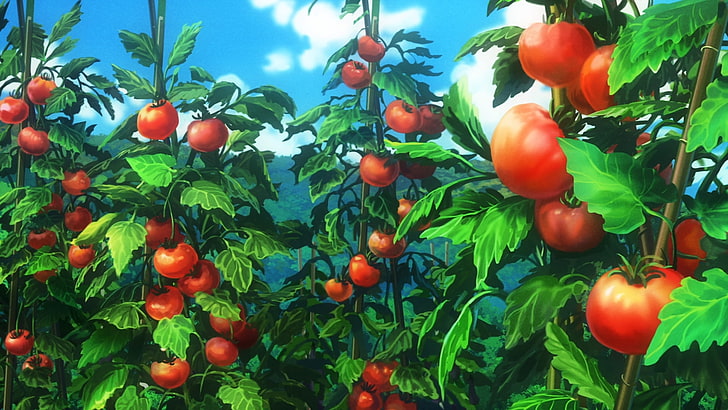 Non Biyori, tomates, plantas, Fondo de pantalla HD