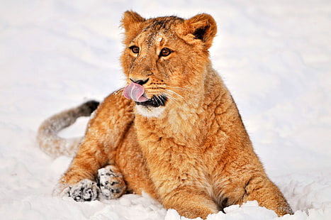 สิงโตสีน้ำตาลสิงโตหิมะโกหก, วอลล์เปเปอร์ HD HD wallpaper