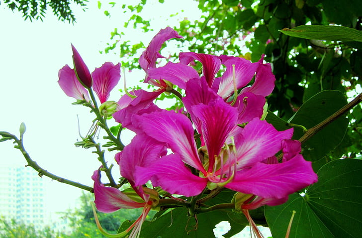 Cercis Chinensis, espléndido, flor, bonito, rosa, 3d y abstracto, Fondo de pantalla HD