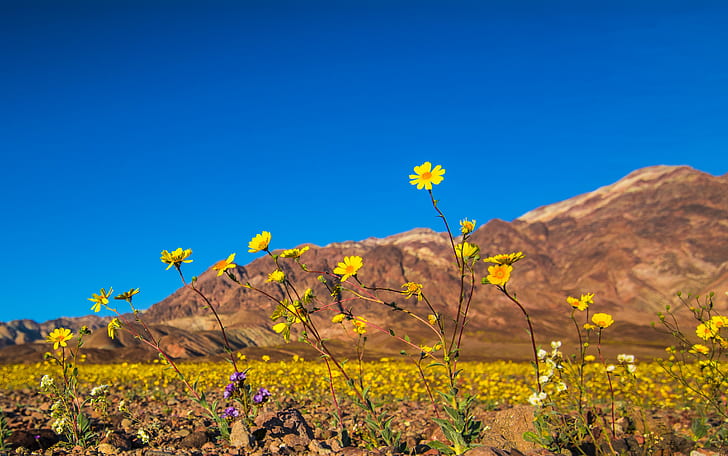 à Death, Death Valley, sans titre, bloom, à Death, Death Valley, sans titre, bloom, fleurs sauvages, fleurs, désert, mojave, jaune, dof, californie, parc national, couleur, lightroom, nikon d810, hdr, nature, fleur,montagne, bleu, ciel, Fond d'écran HD