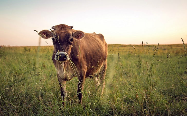 خلفيات الطبيعة HD حقل البقر-عالم الحيوان ، بقرة بنية، خلفية HD