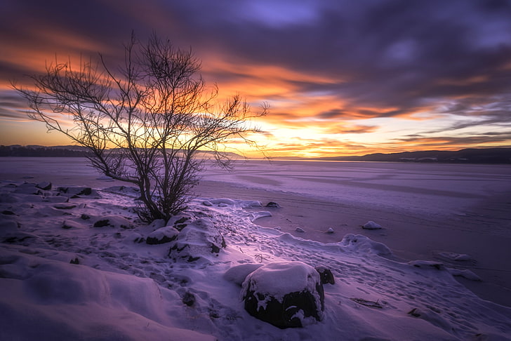 безлистно дърво, бускеруд, Норвегия, езеро, зима, сняг, HD тапет