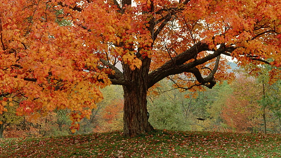дъб, природа, дърво, клен, гора, пейзаж, листо, парк, растение, дървета, сезон, есен, зеленина, на открито, трева, околна среда, листа, лято, клон, небе, растеж, пролет, дърво, багажник, HD тапет HD wallpaper