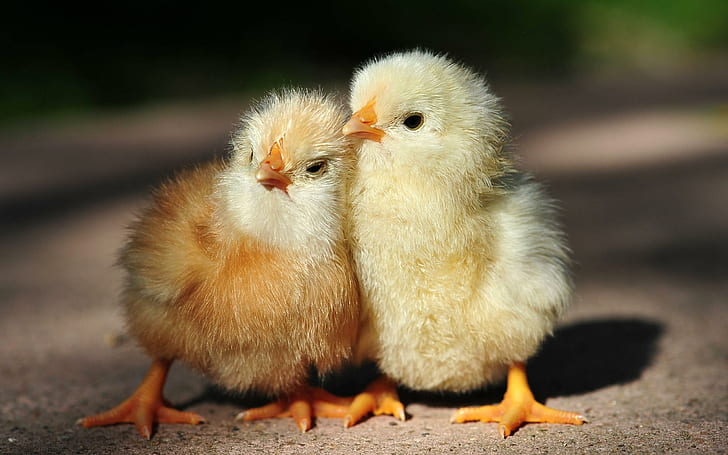 Chickens, two yellow chicks, fluffy, cute, chicken, babies, animals, HD wallpaper