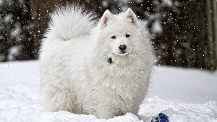 dog breed samoyed picture, HD wallpaper