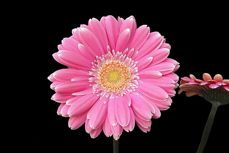 download bunga gerbera flower 4k desktop hd, Wallpaper HD