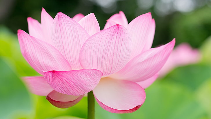 lotus, blomma, helig lotus, rosa blomma, växt, vattenväxt, flora, kronblad, närbild, blomma, HD tapet