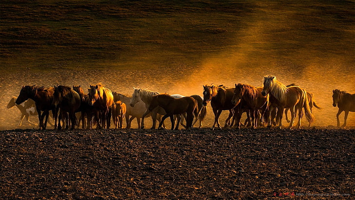 Fotografie, Tiere, Pferd, HD-Hintergrundbild