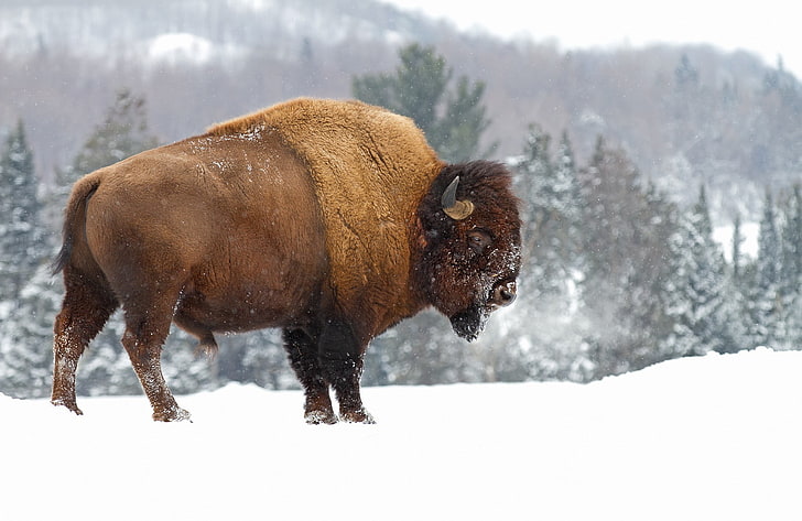 bisonte americano, HD papel de parede
