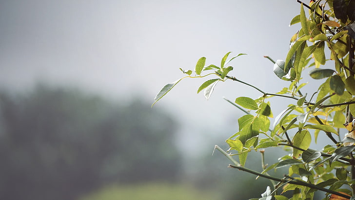 planta de hojas verdes, borrosa, hojas, naturaleza, verde, niebla, plantas, Fondo de pantalla HD
