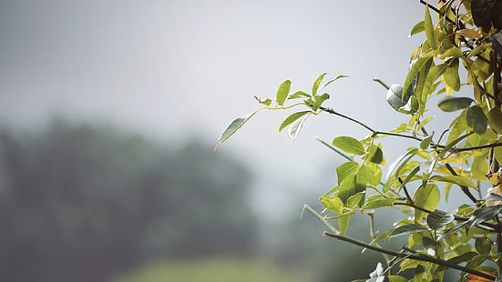 planta folheada verde, turva, folhas, natureza, verde, névoa, plantas, HD papel de parede HD wallpaper