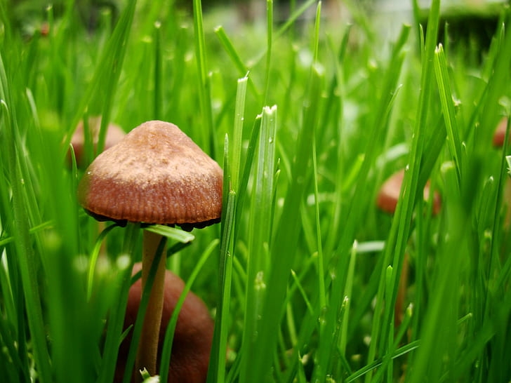 Mushrooms, brown mushroom, photography, mushrooms, lovable, grass, perfect, green, awesome, relaxing, 3d and abstract, HD wallpaper
