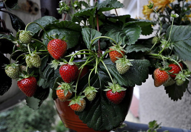 strawberries, strawberries, strawberry, berries, HD wallpaper