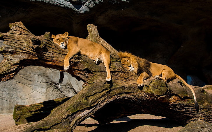 kahverengi dişi aslan ve kahverengi aslan, aslanlar, çift, ağaç, dişi aslan, HD masaüstü duvar kağıdı