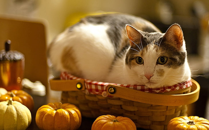 short-haired black and white cat, cat, lying, basket, pumpkin, curiosity, HD wallpaper