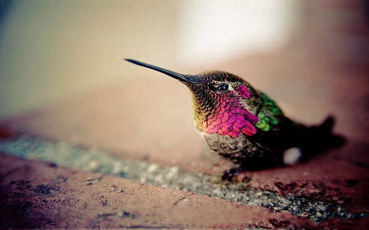 pájaros multicolores bokeh colibríes profundidad de campo ed mcgowan 1680x1050 Animales Aves HD Art, BIRDS, multicolor, Fondo de pantalla HD