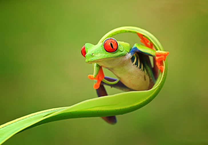czerwona żaba nadrzewna, oczy, natura, tło, kolor, żaba, nogi, zieleń, zwierzęta, wschód, prowincja, indonezja, jawa, kiełek, tapeta., Tapety HD