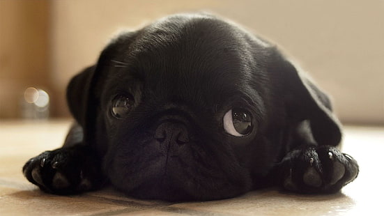 puppie, pug, black dogs, cute, paws, animals, HD wallpaper HD wallpaper