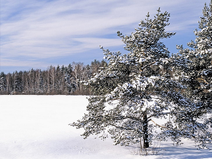green tree, field, snow, snowdrifts, trees, HD wallpaper