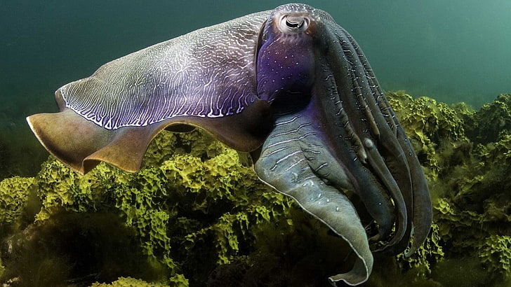สัตว์ทะเลใต้น้ำ, วอลล์เปเปอร์ HD