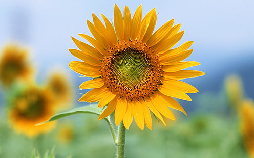 Singolo Sun Flower HD, girasole, fiore, fiori, sole, singolo, Sfondo HD HD wallpaper
