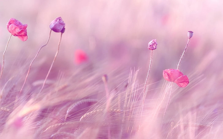 pink petaled flowers, wheat, field, poppies, flowers, blur, wind, HD wallpaper
