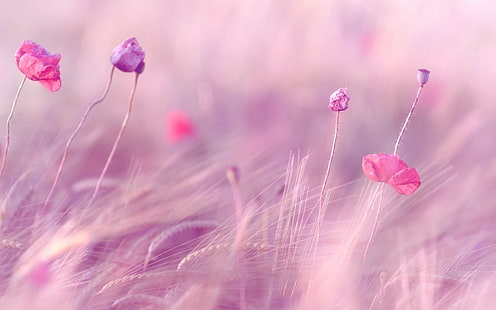 розови листни цветя, пшеница, поле, макове, цветя, размазване, вятър, HD тапет HD wallpaper