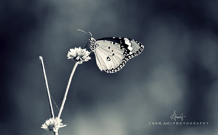 Butterfly-3 BW, white and black butterfly, Black and White, HD wallpaper