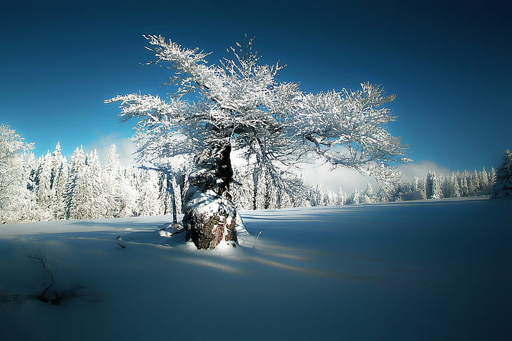 winter, the sky, snow, nature, silence, frost, Sunny day, tree in the snow, trees in frost, on the edge of the forest, blue and white, the century-old oak, light and shadows frosty day, HD wallpaper