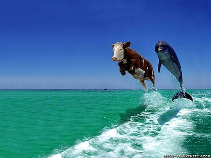 корова и дельфин корова и дельфин HD, животные, корова и дельфин, HD обои HD wallpaper