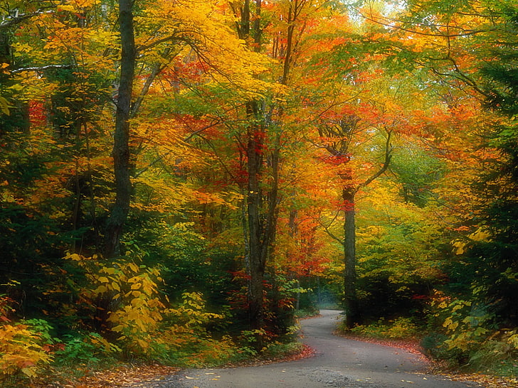 nature, forest, fall, path, red leaves, HD wallpaper