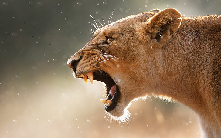 guepardo marrón, naturaleza, león, animales, rugido, Fondo de pantalla HD