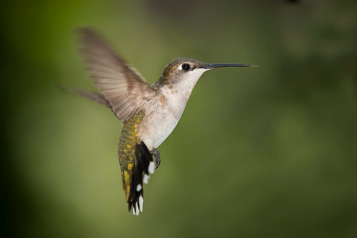 hummingbirds, birds, animals, HD wallpaper