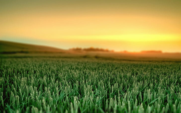 الحقل ، الزهرة ، العشب ، القمح، خلفية HD