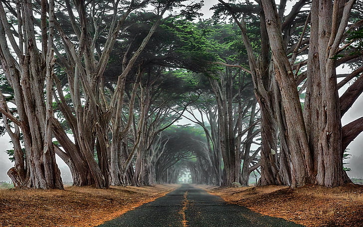 landscape nature cypress road trees mist tunnel ancient, HD wallpaper