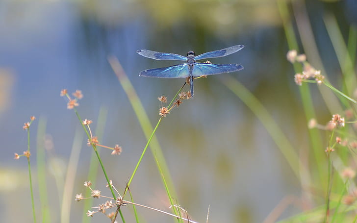Insect dragonfly macro photography, Insect, Dragonfly, Macro, Fotografía, Fondo de pantalla HD