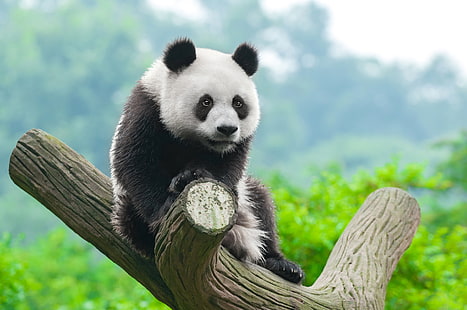 panda, sevimli hayvanlar, HD masaüstü duvar kağıdı HD wallpaper