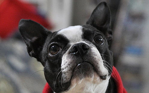 adulto preto e branco Boston terrier, buldogue francês, focinho, olhos, orelhas, manchado, HD papel de parede HD wallpaper