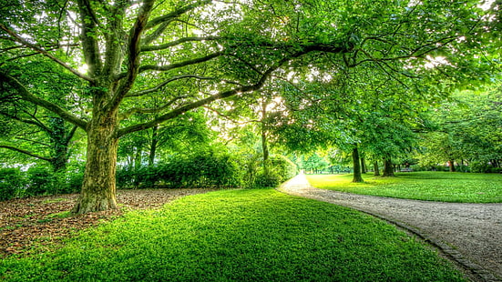 녹색 나무 베를린 공원 고해상도, 도로, 베를린, 녹색, 높은, 공원, 해상도, 나무, HD 배경 화면 HD wallpaper