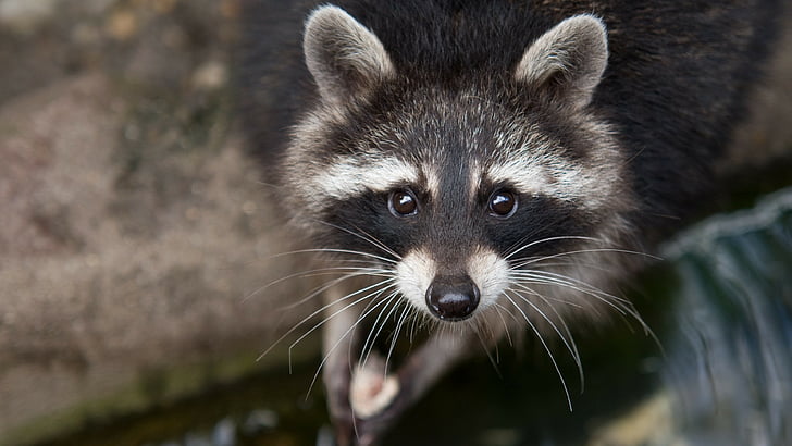 raccoon, eyes, look, fur, close-up, nature, animal, HD wallpaper