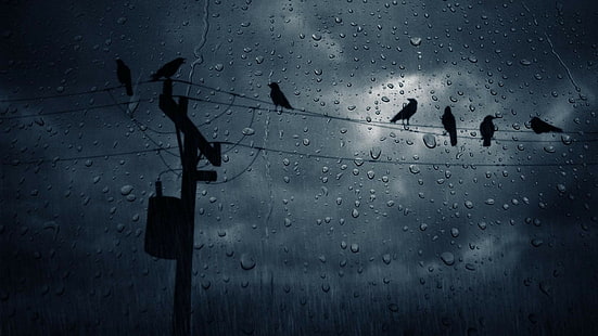 corvo, pioggia, uccelli, Sfondo HD HD wallpaper