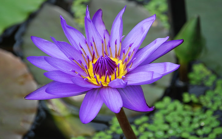 زهرة اللوتس زنبق الماء الأرجواني زهرة المناظر الطبيعية خلفيات عالية الدقة للجوال 3840 × 2400، خلفية HD