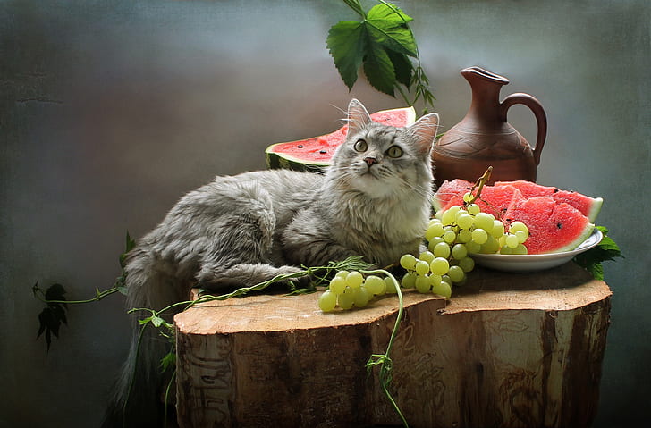 cat, berries, animal, stump, watermelon, grapes, pitcher, fruit, still life, Kovaleva Svetlana, HD wallpaper
