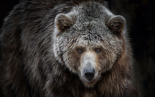 orso bruno, animali, orsi, orsi grizzly, Sfondo HD HD wallpaper