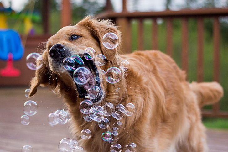 Dogs, Golden Retriever, Animal, Bubble, Close-Up, Dog, Funny, HD wallpaper  | Wallpaperbetter