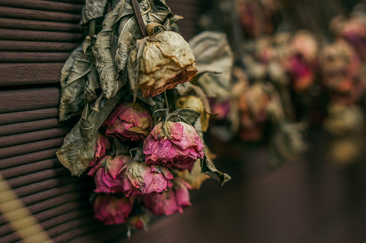 mawar, kering, herbarium, Wallpaper HD