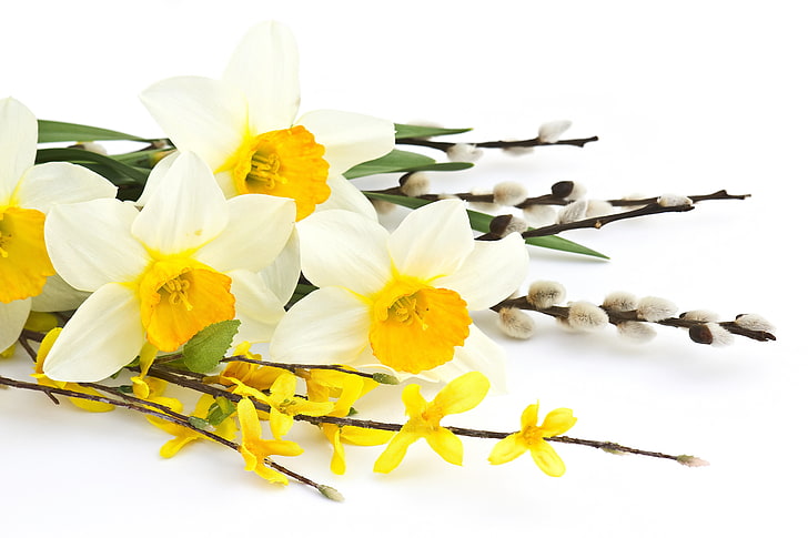 white-and-yellow daffodil flowers, branches, flowers, daffodils, HD wallpaper
