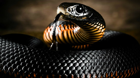 alam, binatang, reptil, ular, kulit, lidah, kedalaman bidang, Wallpaper HD HD wallpaper